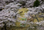 馬頭公園の桜