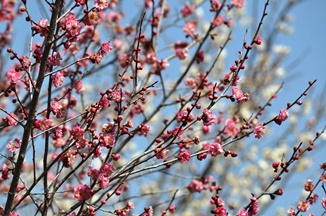 南平台の梅花