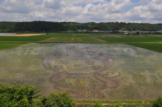 田植え当時