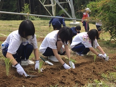 植え付け