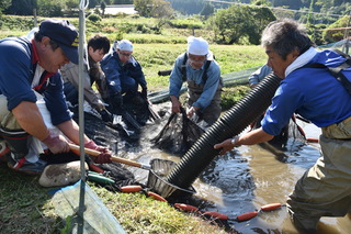 ホンモロコ水揚げ