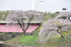 桜