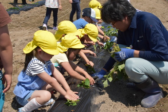 対面で青壮年部の方と園児が一緒に苗を植えています