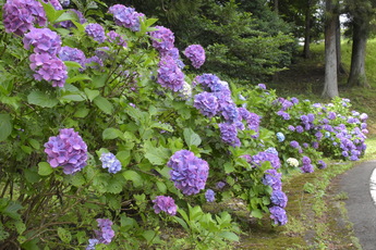 アジサイの花(ふるさとの森公園)