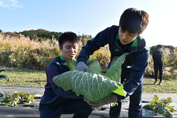 巨大キャベツを収穫する馬頭高校生