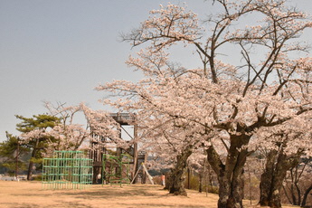 馬頭公園の桜２枚目