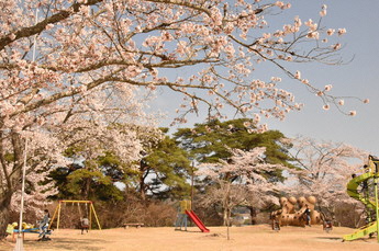 馬頭公園の桜３枚目