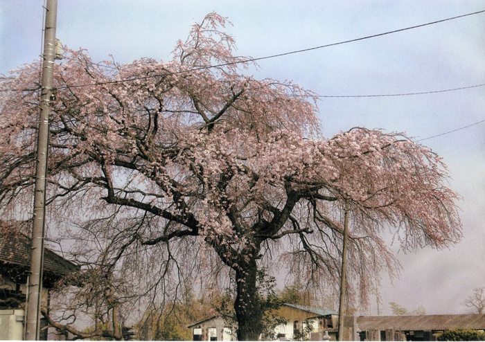 観音寺しだれ桜