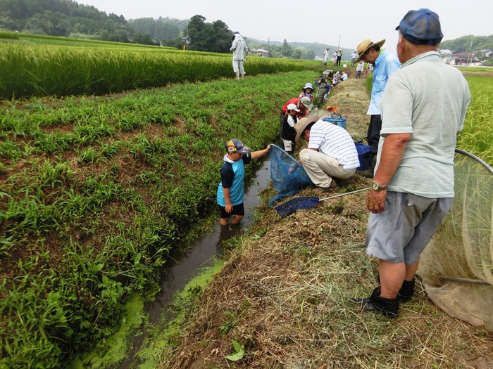 用水堀で生き物採取