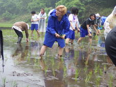 田植え