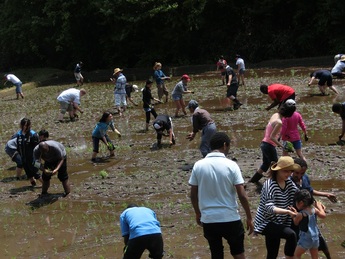 田植え