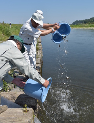 バケツで那珂川にアユの放流